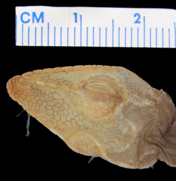 Media type: image; Herpetology R-79655